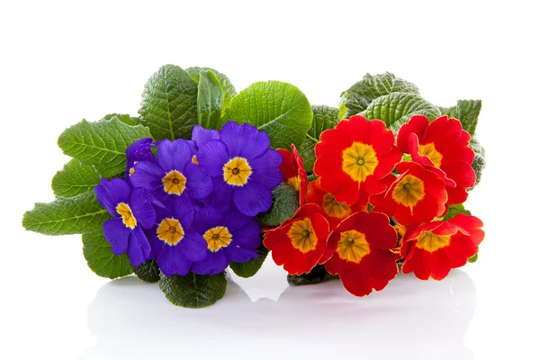 Vörös és lila primula virágok — Stock Fotó
