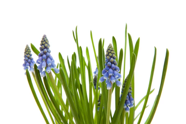 Blue grape hyacinth in closeup over white background — Stock Photo, Image