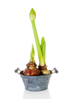 Amaryllis çiçek tomurcuk içinde