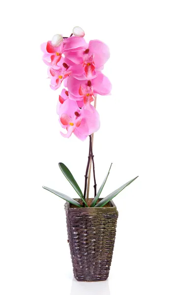 Rózsaszín selyem orchidea virág pot — Stock Fotó