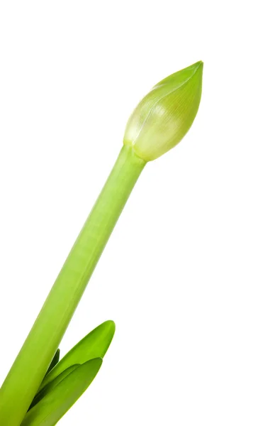 Amaryllis flowe bud in close seup — стоковое фото