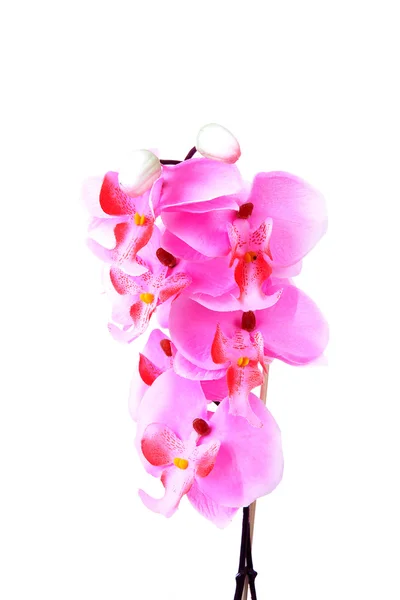 Fleur d'orchidée en soie rose en gros plan — Photo