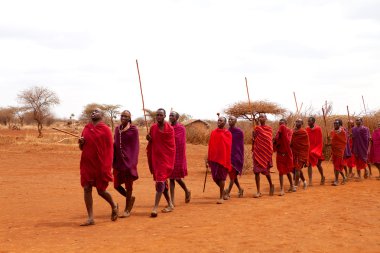 Masai warriors dancing traditional as cultural ceremony clipart