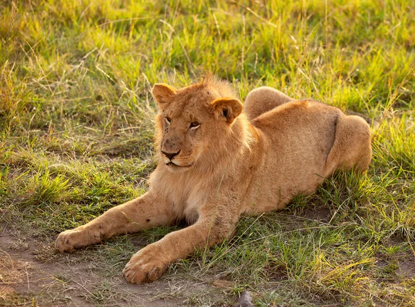 Afrikanische Löwin — Stockfoto