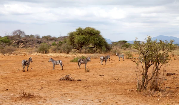 Coppia di zebre africane selvatiche — Foto Stock