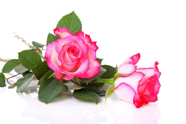 Dos hermosas rosas rosadas — Foto de Stock
