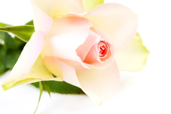 Rosa suave rosa em close-up — Fotografia de Stock