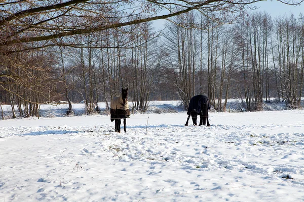 Dois cavalos de pé na neve — Fotografia de Stock