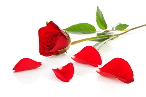 Rosa rossa con foglie cadute — Foto Stock