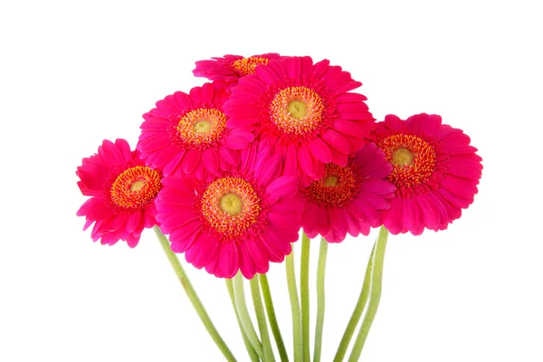 Ramo de flores Gerber rosadas —  Fotos de Stock