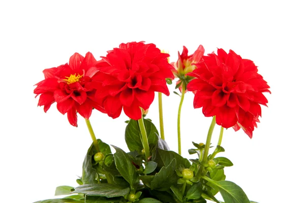 Fiore rosso di Dahlia in primo piano — Foto Stock