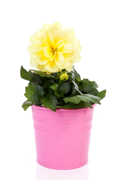 Flor amarela de Dahlia no potenciômetro rosa — Fotografia de Stock