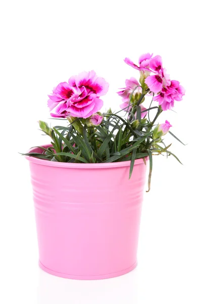 핑크 카네이션 꽃 냄비에 — 스톡 사진