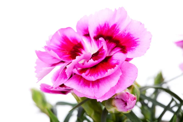 Pink carnation flower in closeup — Stock Photo, Image