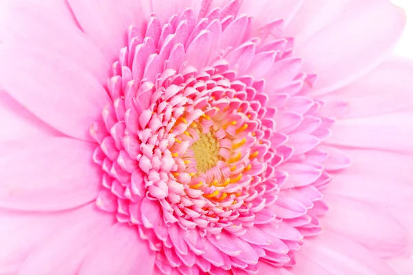 Heart of pink Gerber flower in closeup — Stock Photo, Image