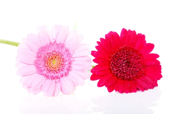 Dva květy gerber — Stock fotografie