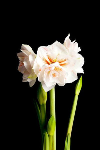 白いアマリリスの花クローズ アップ — ストック写真