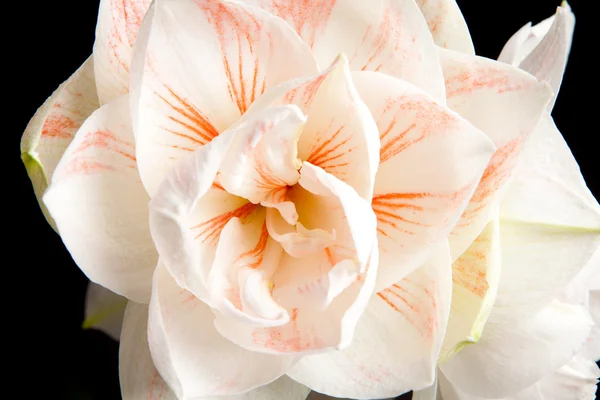 Witte amaryllis bloem in close-up — Stockfoto