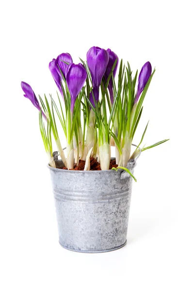 Paarse crocus bloemen in zink pot — Stockfoto