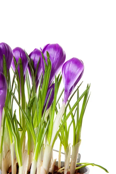 stock image Purple Crocus flowers in closeup