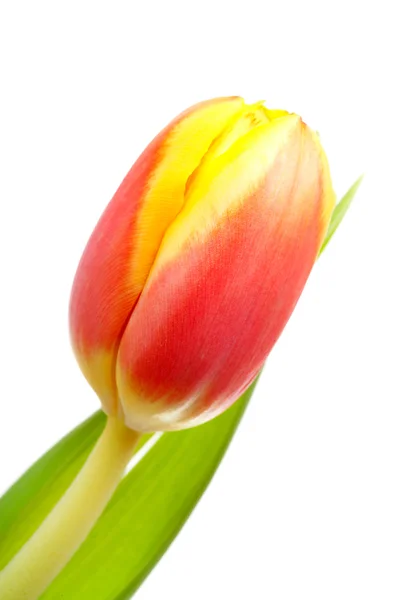 Head of Dutch tulip flower — Stock Photo, Image