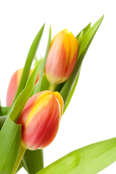 Kopf der holländischen Tulpenblume — Stockfoto