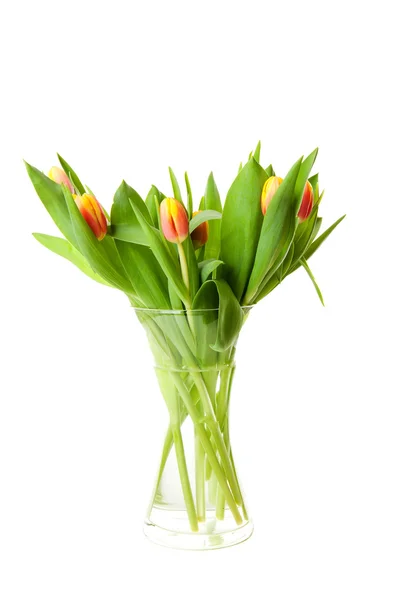 Bouquet of Dutch tulips — Stok fotoğraf