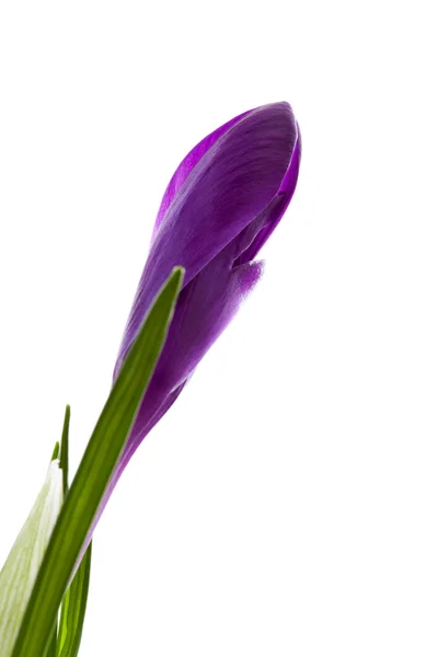 Фиолетовый цветок Крокус крупным планом — стоковое фото