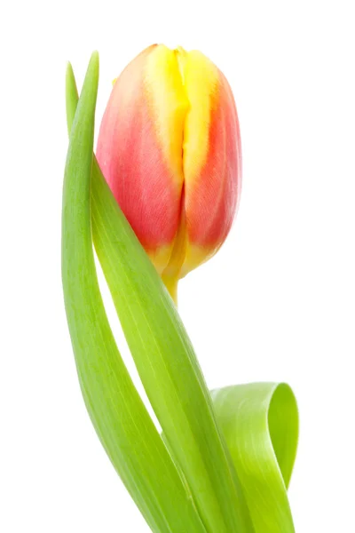 Head of Dutch tulip flower in closeup — Stock Photo, Image