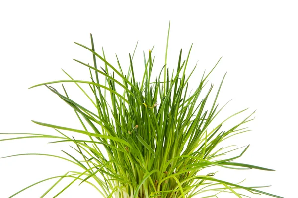Fresh chives in closeup — Stock Photo, Image