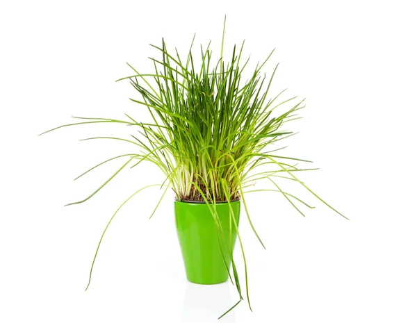 Erba cipollina fresca in vaso verde — Foto Stock