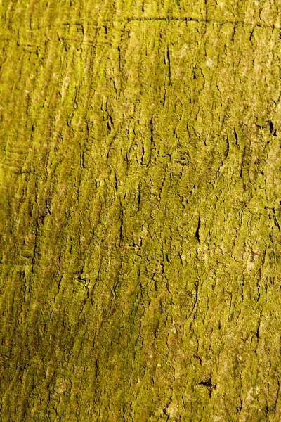 Arka planı yeşil ağaç gövdesi — Stok fotoğraf