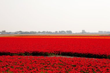 kırmızı lale alanıyla Hollandalı ampul