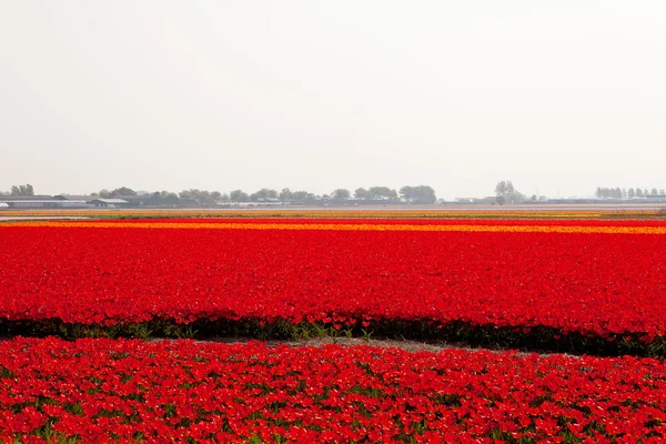 Holländisches Zwiebelfeld mit roten Tulpen — Stockfoto