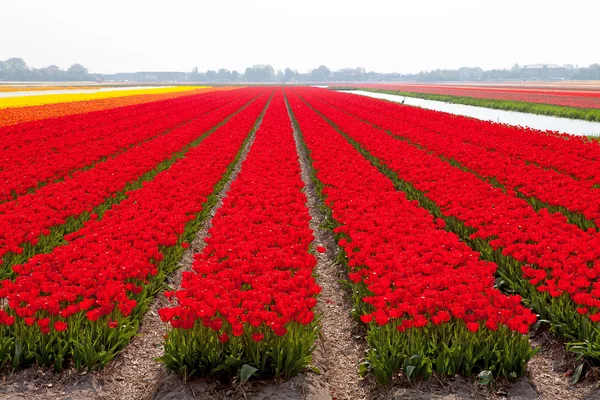 Holländisches Zwiebelfeld mit roten Tulpen — Stockfoto