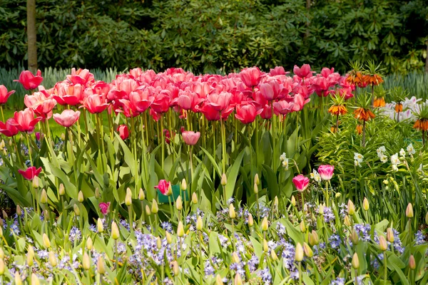 Красивые голландские тюльпаны — стоковое фото