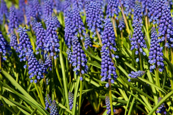Muscari botryoides virágok, is ismert, mint a kék szőlő — Stock Fotó