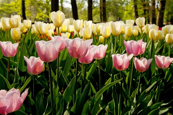 Beautiful Dutch tulips — Stock Photo, Image