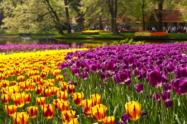 Beautiful Dutch tulips in Keukenhof — Stock Photo, Image