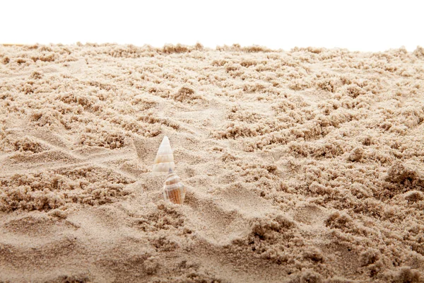 Spiaggia di sabbia in primo piano con conchiglie — Foto Stock