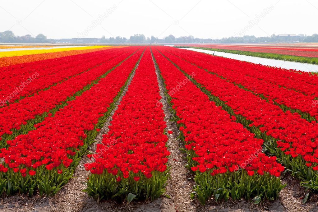 Dutch bulb field with red tulips