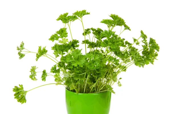 Fresh parsley in pot — Stock Photo, Image