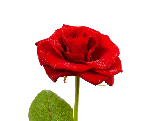 Schöne rote Rose mit Wassertropfen in Nahaufnahme — Stockfoto