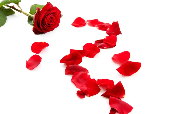 Rød rose med faldne blade - Stock-foto