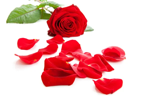 Rosa vermelha com folhas caídas — Fotografia de Stock