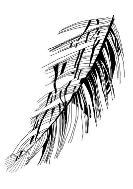 Bird feather drawing clipart