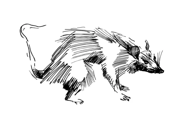 Ratten-Handzeichnung — Stockvektor