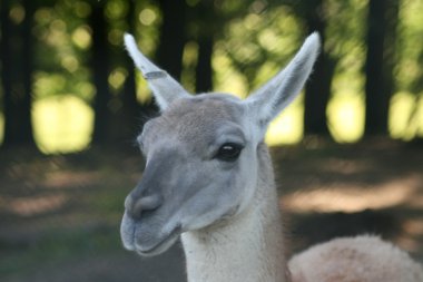 Lama (Lama glama)