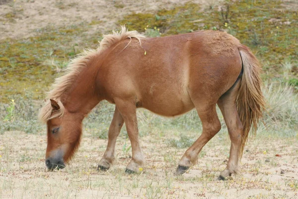 Бурый шетландский пони — стоковое фото
