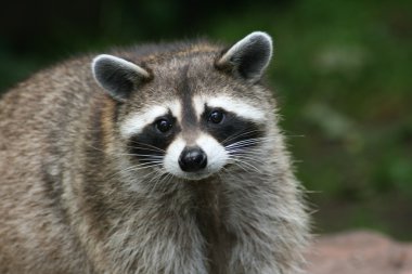 Raccoon clipart